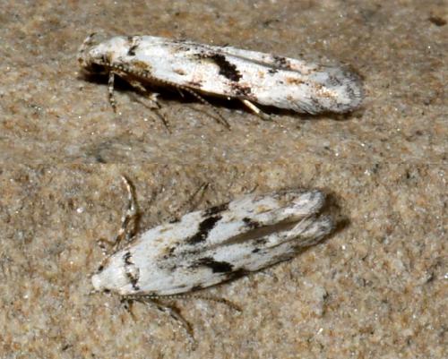 Stenolechia gemmella